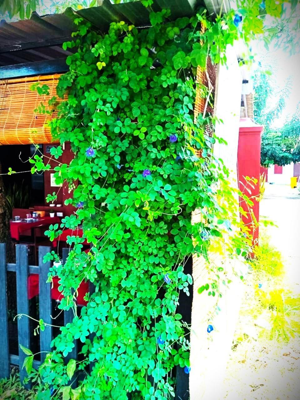Dd Guest House 빡세 외부 사진